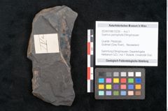 Foto (Objekt + Etikett) von Quercus pachyphylla Ettingshausen (NHMW-GEO-2024-0188-10239)
